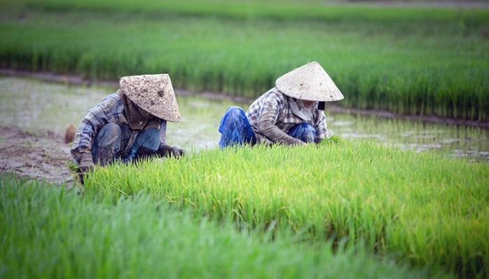 Cấy lúa